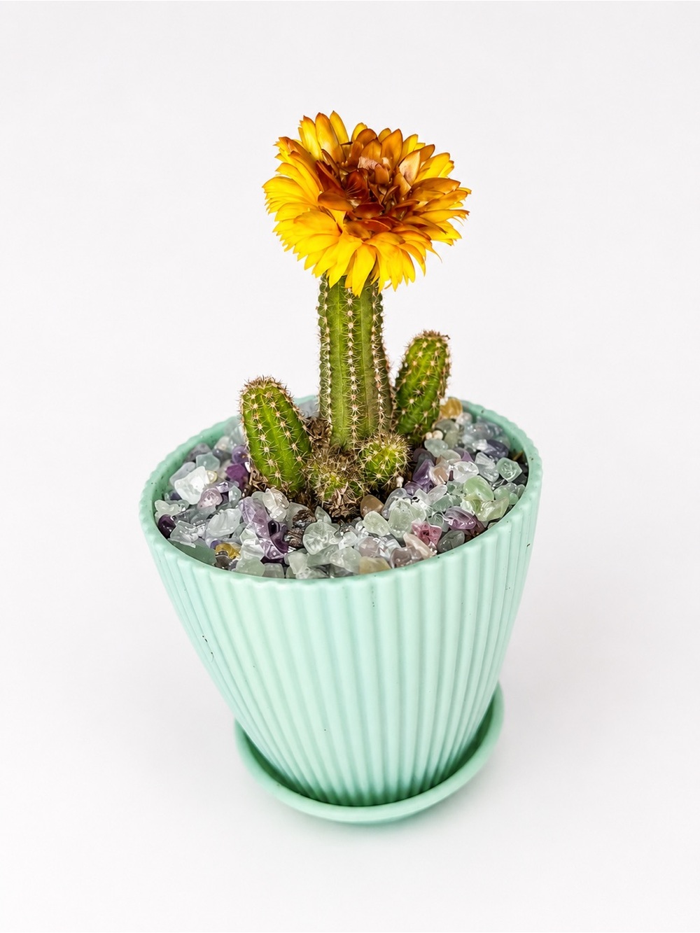 Mini Cactus with Bright Yellow-Orange Bloom in Mint Pot